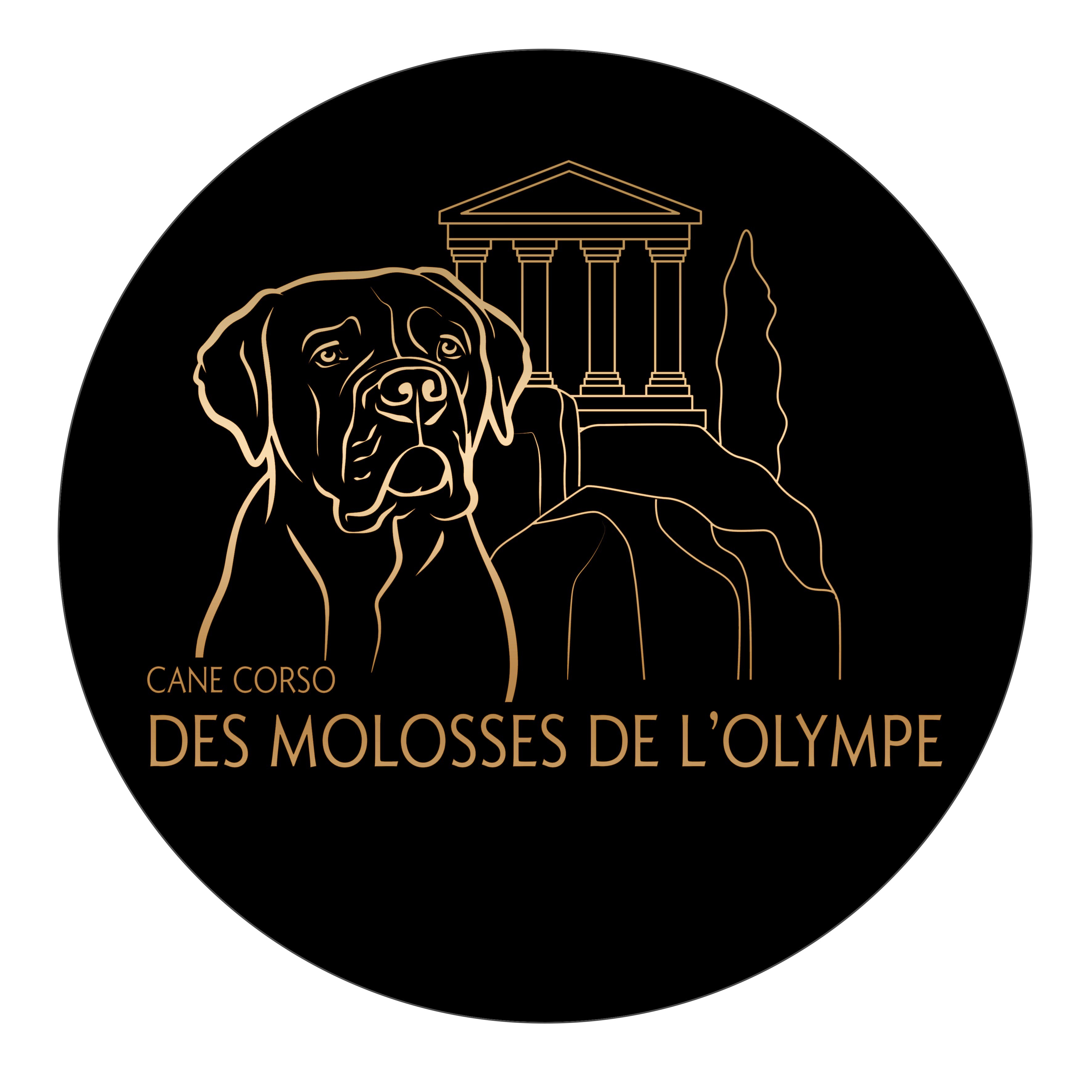 Des Molosses De L'Olympe