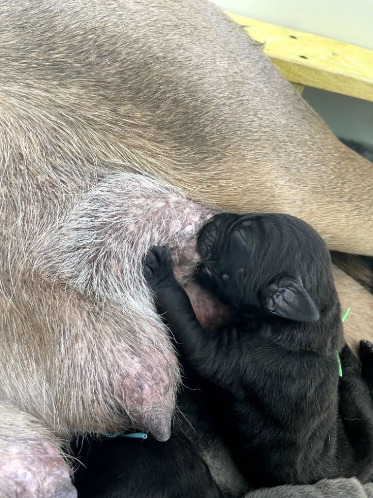 Des Molosses De L'Olympe - Chiot disponible  - Cane Corso