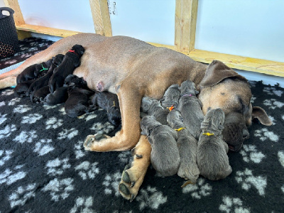 Des Molosses De L'Olympe - Cane Corso - Portée née le 11/09/2024