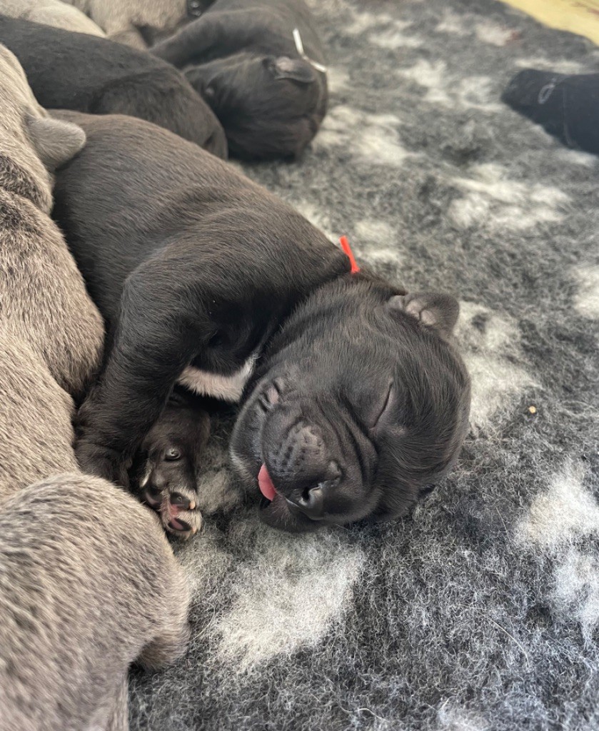 Des Molosses De L'Olympe - Chiot disponible  - Cane Corso