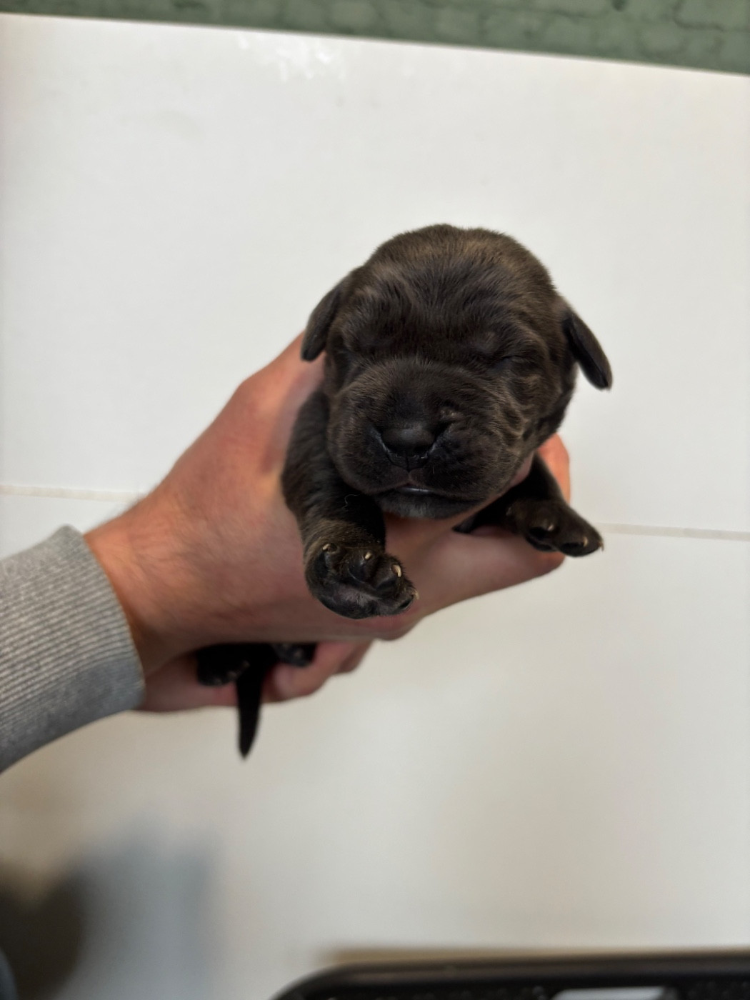 Des Molosses De L'Olympe - Chiots disponibles - Cane Corso