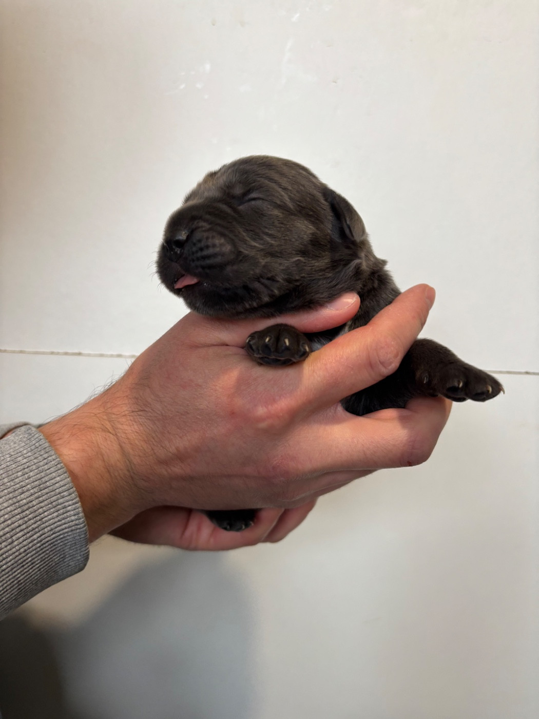 Des Molosses De L'Olympe - Chiots disponibles - Cane Corso