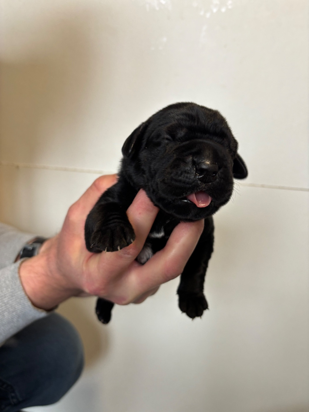 Des Molosses De L'Olympe - Chiots disponibles - Cane Corso