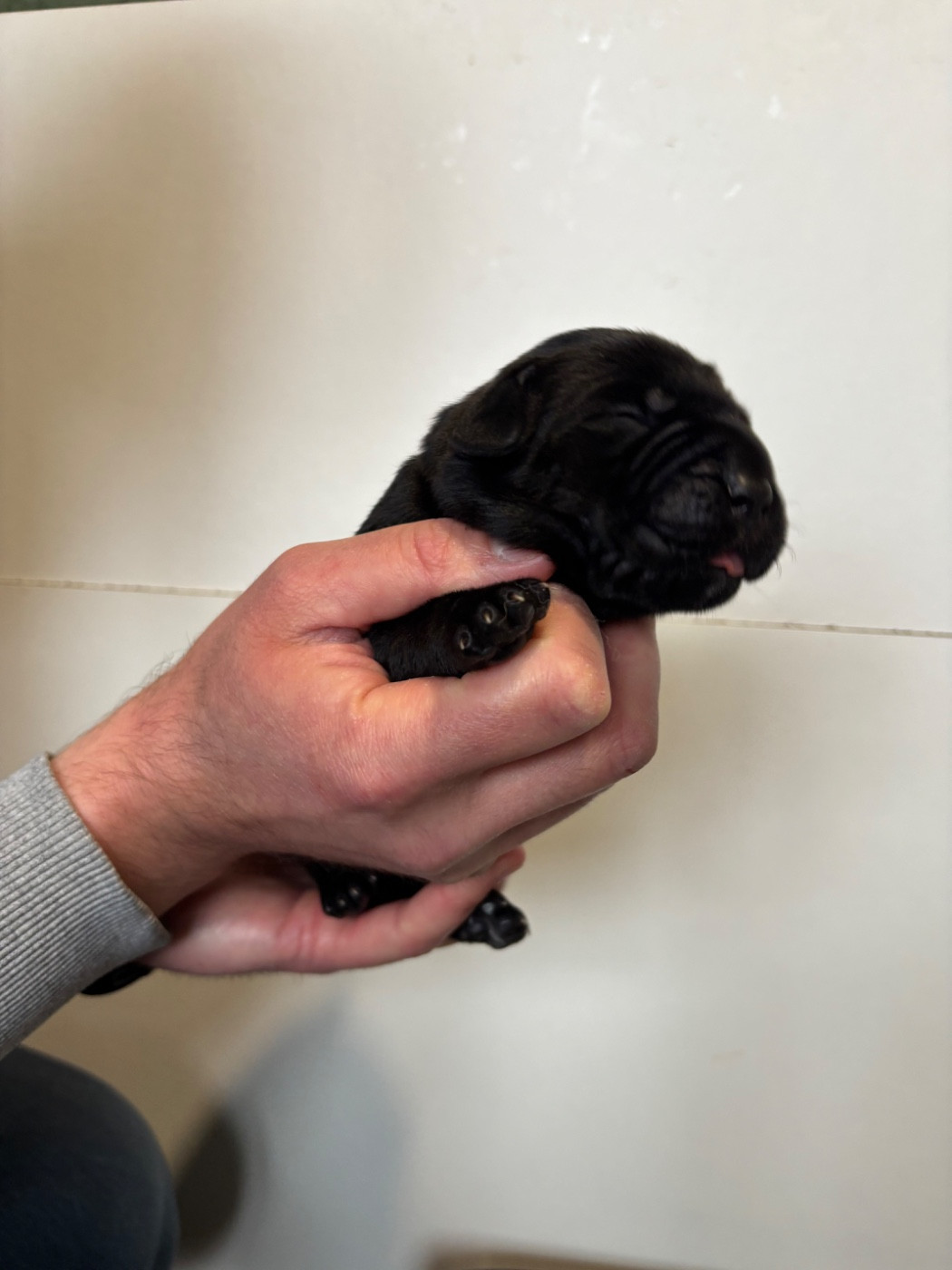 Des Molosses De L'Olympe - Chiots disponibles - Cane Corso