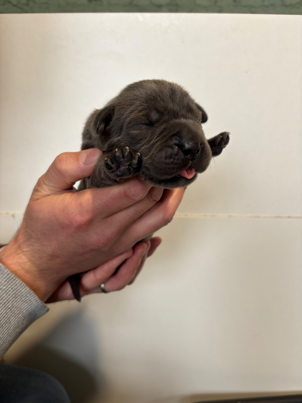 Des Molosses De L'Olympe - Chiots disponibles - Cane Corso