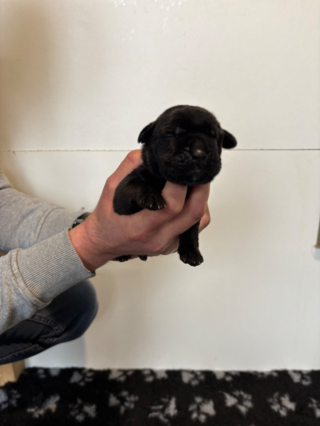 Des Molosses De L'Olympe - Chiots disponibles - Cane Corso