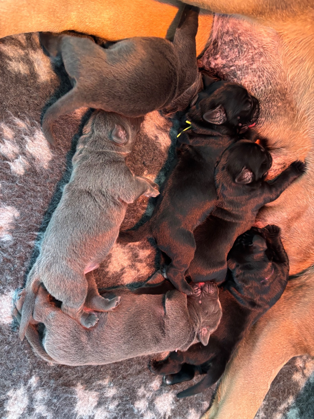 Chiot Cane Corso Des Molosses De L'Olympe