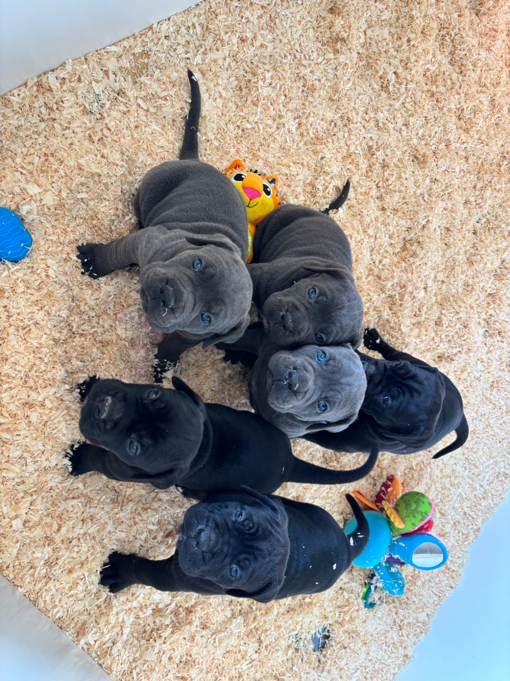 Des Molosses De L'Olympe - Cane Corso - Portée née le 11/03/2026